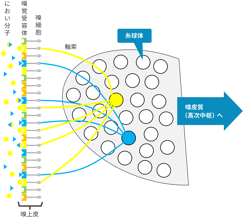 マウスの嗅上皮と嗅球の模式図